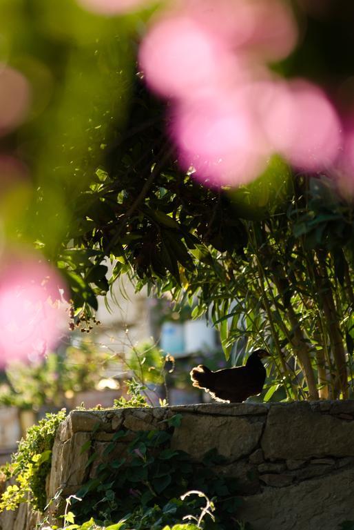 Seki Cottages Colakli エクステリア 写真